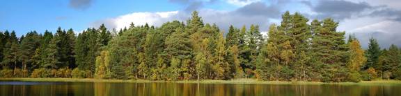 Royal Deeside Grampian Woodlands